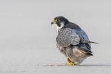 Peregrine - Slechtvalk - Falco peregrinus