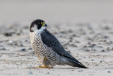 Peregrine - Slechtvalk - Falco peregrinus