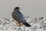 Peregrine - Slechtvalk - Falco peregrinus