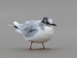 Little Gull - Dwergmeeuw - Hydrocoloeus minutus