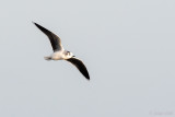 Little Gull - Dwergmeeuw - Hydrocoloeus minutus