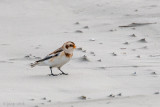Snow Bunting - Sneeuwgors - Plectrophenax nivalis