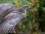 Northern Goshawk - Havik - Accipiter gentilis