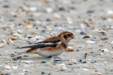 Snow Bunting - Sneeuwgors - Plectrophenax nivalis