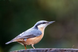 Eurasian Nuthatch - Boomklever - Sitta europaea