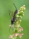 Alloplasta plantaria