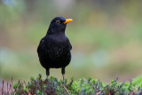 Blackbird - Merel - Turdus merula