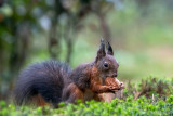 Red Squirrel - Rode Eekhoorn - Sciurus vulgaris