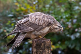 Common Buzzard - Buizerd - Buteo buteo