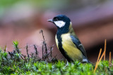 Great Tit - Koolmees - Parus major