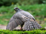Northern Goshawk - Havik - Accipiter gentilis