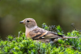 Brambling - Keep - Fringilla montifringilla