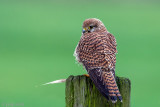 Common Kestrel - Torenvalk - Falco tinnunculus