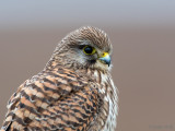 Common Kestrel - Torenvalk - Falco tinnunculus