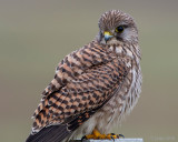 Common Kestrel - Torenvalk - Falco tinnunculus