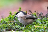Willow Tit - Matkop - Poecile montanus