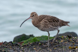Eurasian Curlew - Wulp - Numenius arquata