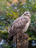 Common Buzzard - Buizerd - Buteo buteo
