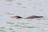 Great Northern Diver - IJsduiker - Gavia immer