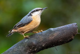 Eurasian Nuthatch - Boomklever - Sitta europaea