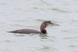 Great Northern Diver - IJsduiker - Gavia immer