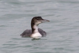 Great Northern Diver - IJsduiker - Gavia immer
