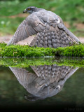 Northern Goshawk - Havik - Accipiter gentilis