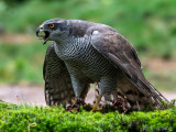 Northern Goshawk - Havik - Accipiter gentilis