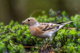 Brambling - Keep - Fringilla montifringilla