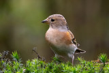 Brambling - Keep - Fringilla montifringilla