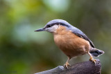 Eurasian Nuthatch - Boomklever - Sitta europaea