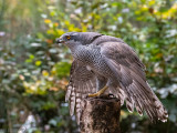 Northern Goshawk - Havik - Accipiter gentilis