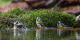 Eurasian Blue Tit - Pimpelmees - Cyanistes caeruleus