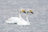 Whooper Swan - Wilde Zwaan - Cygnus cygnus