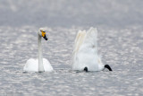 Whooper Swan - Wilde Zwaan - Cygnus cygnus