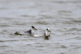 Grey Phalarope - Rosse  Franjepoot - Phalaropus fulicarius