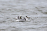 Grey Phalarope - Rosse  Franjepoot - Phalaropus fulicarius
