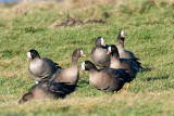 Lesser White-fronted Goose - Dwerggans - Anser erythropus