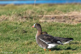 Lesser White-fronted Goose - Dwerggans - Anser erythropus
