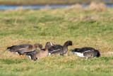 Lesser White-fronted Goose - Dwerggans - Anser erythropus