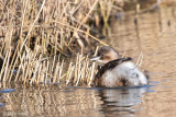 Little Grebe - Dodaars - Tachybaptus ruficollis