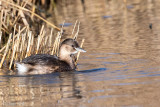 Little Grebe - Dodaars - Tachybaptus ruficollis