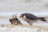 Peregrine - Slechtvalk - Falco peregrinus