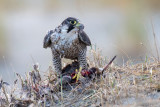 Peregrine - Slechtvalk - Falco peregrinus