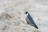 Peregrine - Slechtvalk - Falco peregrinus