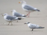 Sandwich Tern - Grote Stern - Thalasseus sandvicensis