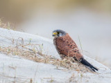 Common Kestrel - Torenvalk - Falco tinnunculus