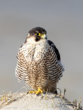 Peregrine - Slechtvalk - Falco peregrinus
