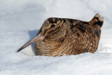 Eurasian Woodcock - Houtsnip - Scolopax rusticola