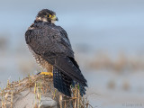 Peregrine - Slechtvalk - Falco peregrinus